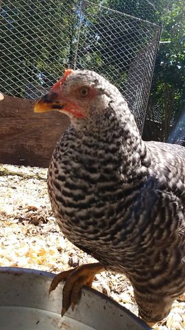 A black-and-white barred chicken looks straight into the lens, comb bright red.