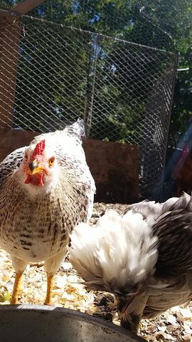 A speckled hen with red comb stares directly into the lens, while another bird pecks nearby.