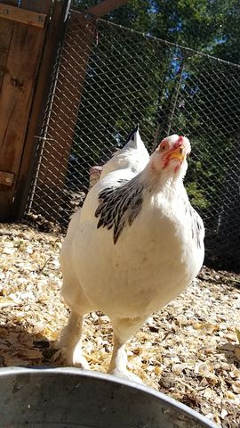 A white chicken with black wing markings looks straight into the lens, comb bright red.