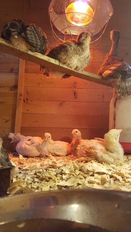 Under the warm glow of the heat lamp, a fluffy white chick with a developing head crest stands alert and locks eyes with the camera. Beside it, a pale yellow chick rests on its side, while a reddish-brown bird sleeps curled up in the center. Above them on a wooden shelf, three darker birds huddle together for warmth; one is a dark grey-and-black chick, another is a mottled brown-and-white bird, and a third has a long neck stretched upward.