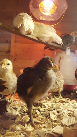 A fluffy dark brown chick stands alert on wood shavings, its head turned to show a clear profile. To the left, a pale yellow chick looks directly at the camera with bright eyes. Behind them, two white birds huddle together on a wooden perch under a glowing heat lamp, while a speckled grey bird and another partially visible chick stand nearby.