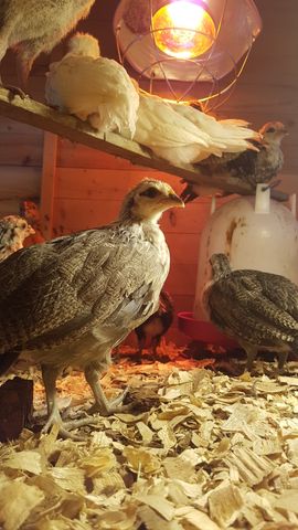 A large grey-and-white bantam chick stands alert in the foreground, its head turned to show a dark eye and yellowish beak. Above it, a fluffy white chick sleeps soundly on a wooden perch alongside two other resting birds. In the background, smaller speckled chicks forage near a red feeder bowl under the warm glow of a heat lamp.
