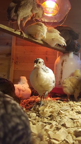 A striking white-and-black patterned chick stands alert in the center, looking directly at the camera. Above on a wooden perch, a fluffy white chick sleeps soundly next to two dark mottled birds huddled together for warmth. A yellow chick pecks at the wood shavings nearby.