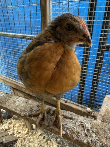 Such a very fine bird