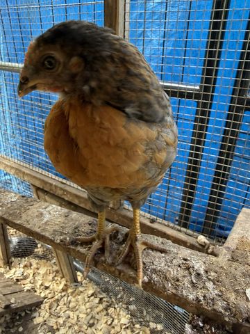 Such a very fine bird