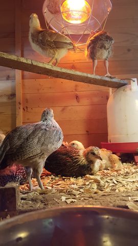 A grey bantam chick stands tall and alert in the foreground, its feathers detailed against the warm light. Nearby, a brown-and-white patterned chick rests on the wood shavings, while a tiny yellow chick peeks out from behind it. Above them, two other chicks perch on a wooden beam under the heat lamp.