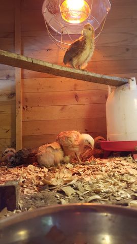 A solitary buff-colored chick stands tall on a wooden beam, gazing upward with an alert expression. Below, a mixed group of chicks forages in the wood shavings; one dark mottled bird pecks near the left edge, another rust-orange chick bends low to eat, and a pale white chick stands nearby. A fifth brown chick rests quietly next to a red feeder base.