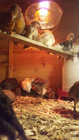 Under the warm glow of the heat lamp, a black-and-white bantam chick locks eyes with the camera from the top perch. Beside it, a fluffy white chick sleeps soundly while another greyish chick rests its head on its wing. Below on the wood shavings, a brown-striped chick stands alert near a huddle of dark and white birds, including one with a distinct chipmunk-like pattern.