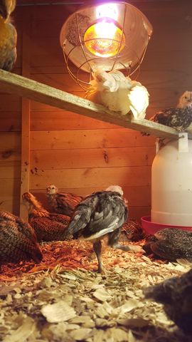 Under the warm glow of the heat lamp, a fluffy white chick sleeps soundly on the wooden beam. Below, a dark grey and black mottled chick stands tall and alert in the center, while several others rest nearby. A small brown-and-cream striped bird peeks out from the left side, looking directly at the camera with bright eyes.
