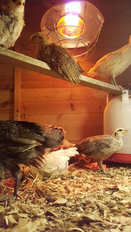 A grey-and-rust bantam chick stands alert in the foreground, its head turned to the side. Above it, a dark mottled bird rests on the wooden beam, while a white chick sits nearby. On the perch, a brownish chick with distinct barring looks toward the camera, and another white bird perches at the far right edge.