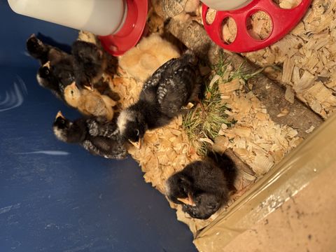 A black chick with a distinctive white head patch stands alert in the center, looking straight into the lens. To its left, a pale yellow chick peeks out from a cluster of dark birds huddled together on the wood shavings. Another solid black chick rests nearby at the bottom right, while a speckled black-and-white chick explores the edge of the group.