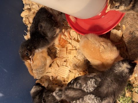 A dark-feathered chick stands alert in the foreground, its eye and beak clearly visible. Behind it, a fluffy buff-yellow chick rests on the wood shavings, while another grey chick with mottled patterns sits nearby. A fifth chick peeks from the top right near the red waterer dish.