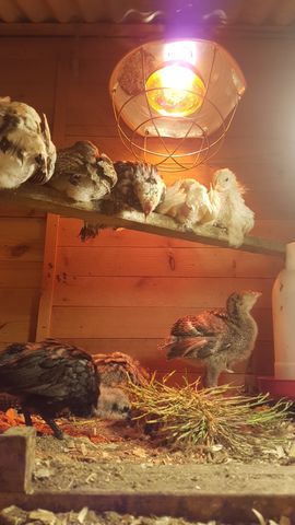 Under the warm glow of the heat lamp, a group of chicks rests. On the wooden perch to the left, a dark mottled chick stands alert, looking straight into the lens with bright eyes. Beside it, a fluffy white chick sleeps soundly with its head tucked in. Below on the floor, a large dark bantam forages near a pile of fresh greens while another greyish-brown turkey poult stands nearby.