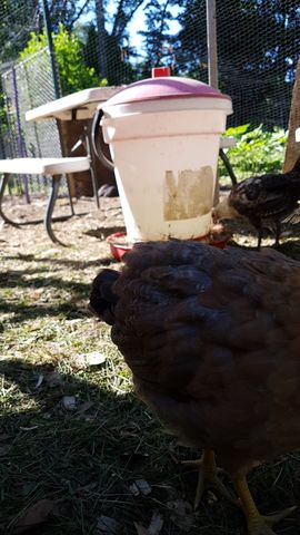 A large brown hen stands alert in the foreground, her feathers detailed and crisp. In the background, a dark bird pecks at a red feeder near a white bucket. The scene is bathed in bright sunlight with green foliage visible beyond the fence line.