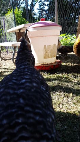 A massive black chicken stands in the immediate foreground, its dark feathers filling the left side of the frame. In the background, a brown-and-white speckled bird forages near a white bucket with a red lid, while another golden-brown bird is partially visible on the far right edge.