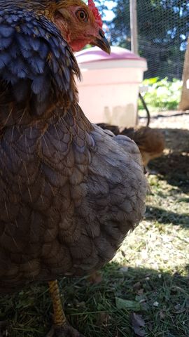 A close-up portrait of a large chicken with striking dark blue-grey feathers on its back and a warm brown body. It has a bright red comb and wattle, and it is looking directly into the lens with an alert expression. In the background, another brown bird stands near a pink waterer in the sunlit yard.