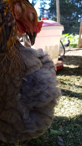 A close-up view of a dark grey hen with intricate brown lacing on her feathers. Her bright red comb and wattle are vivid against the sunlight as she looks downward. The background shows a blurred yard scene with green grass and a hint of a waterer, keeping the focus entirely on the bird's detailed plumage.