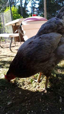 A large grey hen with a bright red comb bends down to peck at the grass in the yard. The feathers are detailed and crisp, showing a mix of dark grey and lighter tones along its back. In the background, a pink waterer sits near a picnic table under the shade of trees.