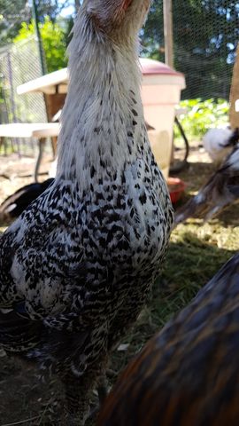 A close-up portrait of a black-and-white speckled chicken stands tall in the yard. The feathers are sharp and detailed, showing a dense pattern of black spots on white plumage. In the background, other birds forage near a feeder and fence line, while green foliage provides a natural backdrop.