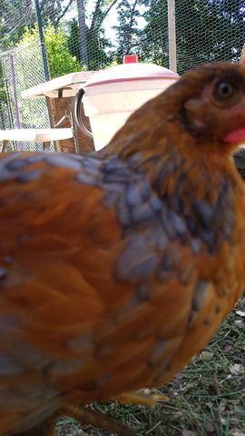 A large brown chicken stands in close-up, its head turned slightly to reveal a bright green eye. The feathers are a rich chestnut-brown with distinct dark grey lacing on the back. In the background, a white waterer sits near a wire fence under the shade of trees.