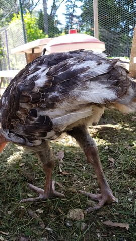 A large bird with striking black-and-white laced feathers stands alert in the grass. The plumage features bold dark brown and white patches across the wings and back, contrasting with pale underparts. Its sturdy legs are planted firmly on the ground as it forages near a waterer in the background.