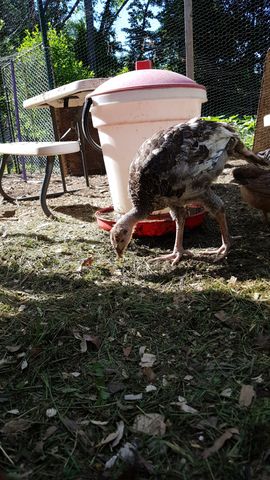 A large, mottled brown-and-white turkey poult bends down to peck at the grassy ground next to a red waterer. Its feathers show a complex mix of dark and light patches as it forages. A second bird is partially visible in the background, blending into the shadows.