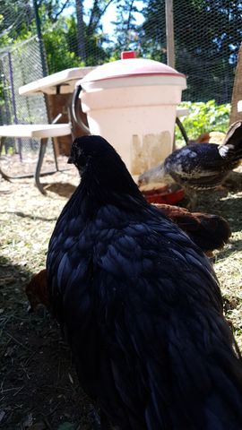A sleek black chicken stands tall and alert in the foreground, its glossy feathers catching the sunlight. Behind it, a mottled grey-and-black bird forages near a white bucket, while hints of brown and rust-colored plumage peek out from the group nearby. The scene is set against a backdrop of green foliage and chain-link fencing.