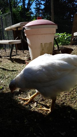 A large white chicken forages on the grassy yard floor, captured in a sharp, low-angle profile. Its yellow legs are splayed as it pecks at the ground, while its red comb is visible against the bright sunlight. The background features a pink waterer and a picnic table.