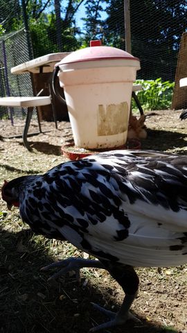 A large black-and-white bird stands in profile in the foreground, its feathers crisp against the sunlit yard. In the background, near a white bucket feeder, another brownish bird is partially visible. The scene captures a clear view of the flock's plumage and activity on a bright day.