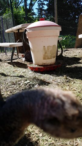 A curious backyard chicken leans in close to the camera lens, its large brown head dominating the view. In the background, another bird stands near a white waterer under a picnic table, while green trees and blue sky frame the sunny yard scene.