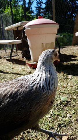 A grey-and-white chicken stands alert in the foreground, its feathers crisp and detailed. The bird is looking off to the right, showing a clean profile against a sunny yard background.