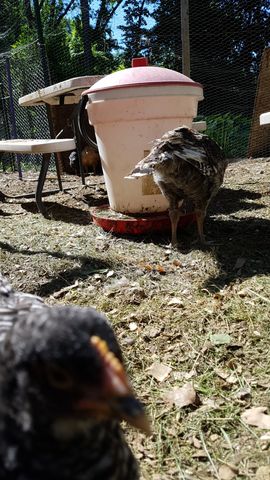 A curious black-and-white bantam locks eyes with the camera in the foreground, its orange comb bright against the sun. In the background, a brown-and-grey bird stands alert next to a white bucket feeder, while a third dark bird pecks at the ground nearby. The sharp focus on the front bird makes for a striking close-up portrait.