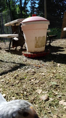 A curious grey-and-white chicken with a bright yellow eye stares directly into the lens from the foreground. In the background, a dark brown hen pecks at the ground near a large white bucket feeder under the shade of a picnic table.