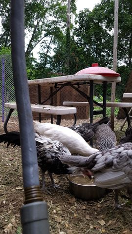 A white chicken drinks from a metal bowl in the yard while a black-and-white speckled bird looks directly at the camera. A grey bird stands nearby, and another dark bird is visible behind them. The group gathers around the waterer under the shade of trees.