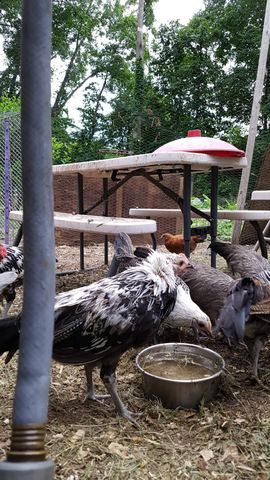A striking black-and-white bird with a pure white head leans over a metal water bowl to drink. Nearby, a brown hen pecks at the ground while several grey birds forage around them. The scene is set under a picnic table shelter in the yard.