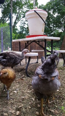 A grey hen with a large, fluffy crest and orange legs stands in the foreground, looking directly at the camera. To her left, a dark brown turkey with a pinkish head stands alert near a white bucket on a table. A golden-brown hen pecks at the ground nearby, while another bird is partially visible behind the grey hen.