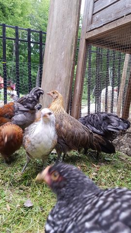 A white bantam stands alert in the center of the group, locking eyes with the camera. To its left, a reddish-brown bird and a dark grey bird huddle together, while a large golden-brown hen stands tall nearby. In the immediate foreground, a black-and-white speckled bird is sharp and clear, showing off its distinct plumage pattern.