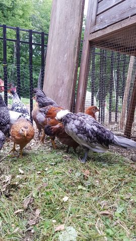A grey-and-white hen with a distinctive white tail tip stands alert in the foreground, looking away from the camera. Behind her, a solid orange-brown hen locks eyes with the lens, her expression calm and curious. To the left, a black-and-white barred hen pecks at the grass, while another dark bird forages nearby. The group is gathered on a patch of green grass next to the wooden coop structure.