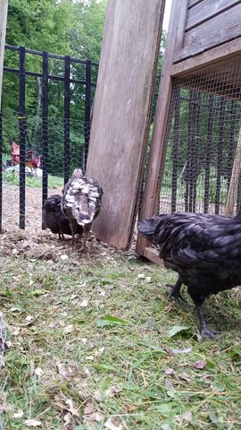 A striking black-and-white mottled chicken stands alert near the coop door, locking eyes with the camera. A solid black bird walks past in the foreground, its glossy feathers catching the light. In the background, another dark bird forages near the wire fencing, surrounded by fallen leaves and grass.