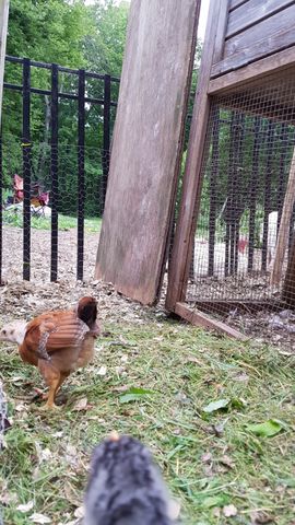 A brown hen stands alert on the grassy ground near the coop entrance, looking towards the camera. A dark-colored bird is partially visible in the immediate foreground, cropped by the frame. The scene captures a moment of activity outside the nesting box area.