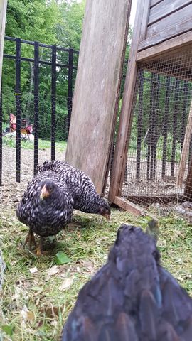 A black-and-white barred chicken locks eyes with the camera in this backyard shot. Nearby, another barred bird pecks at scattered greens on the ground, while a dark bird stands close to the lens in the foreground. The scene captures a moment of calm activity among the growing flock as they forage near the coop.