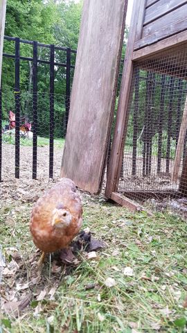 A brown hen stands alert on the grassy yard, looking straight into the lens. Her feathers are a warm reddish-brown with lighter tan accents around her neck and head. She is positioned near a wooden structure and black fencing, with green grass and fallen leaves scattered around her feet.