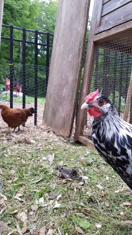 A black-and-white laced chicken stands alert in the foreground, its red comb bright against the green grass. In the background, a brown hen forages near the coop fence line.