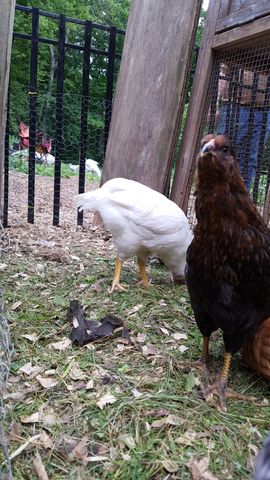 A dark brown hen stands alert in the foreground, looking up directly into the lens. Beside her, a white hen bends its head down to peck at the grassy ground. A third bird is partially visible behind the dark hen, blending with the shadows near the wooden coop structure.