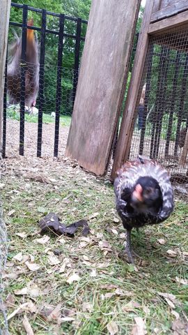 A black-and-white barred chicken pauses to preen its feathers, turning its head sharply toward the camera. In the background, a brown bird stands alert near the coop fence, watching the yard. The scene is framed by wooden boards and wire mesh, with fallen leaves scattered on the grassy ground.