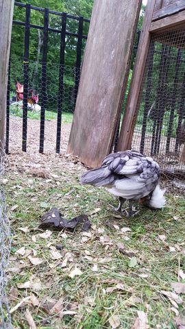 A striking grey-and-white chicken with a fluffy white crest bends down to forage among the grass and fallen leaves. The bird's plumage features intricate dark lacing over its wings and back, contrasting beautifully against the green lawn. Its head is lowered in concentration as it pecks at the ground near the wooden coop structure.
