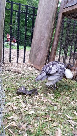 A magnificent grey-and-white bantam with a fluffy white crest bends its head to forage among the grass and fallen leaves. Its feathers display a beautiful pattern of dark slate-grey lacing over creamy white layers, creating a striking contrast against the green ground cover. The bird's posture is low and focused as it pecks at the earth near the wooden coop structure.