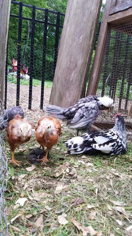 Two rust-colored bantam chicks stand alert in the foreground, looking directly at the camera. Behind them, a large grey-and-white laced bird stands tall, while a black-and-white barred hen sits calmly on the grassy ground to the right. A small dark chick pecks at the leaves near the brown birds' feet.