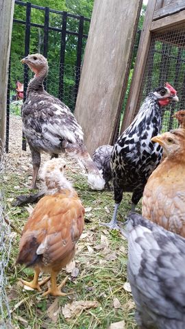 A striking black-and-white barred chicken stands tall and alert, its vivid red comb bright against the green backdrop. Beside it, a grey turkey poult looks off to the side, while a fluffy golden-brown chick explores the grassy ground nearby. Other young birds forage around them in this lively coop scene.