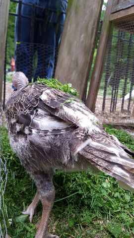 A brown-and-white bantam chick stands in profile, covered in fresh green grass. The bird's intricate feather pattern is crisp and clear, showing dark lacing over white patches. It faces away from the camera, displaying a full view of its wing and back feathers against a backdrop of wire fencing.